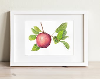 Apple - Watercolor Art Print