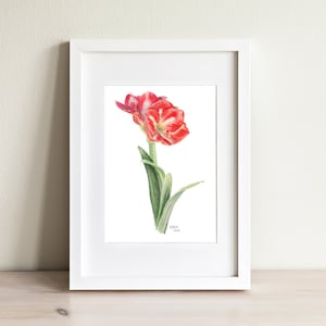 Amaryllis - Watercolor Art Print