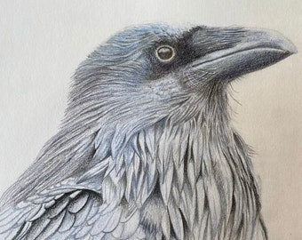 Corbeau • Dessin original • Dessin au crayon de couleur • Art d'oiseau