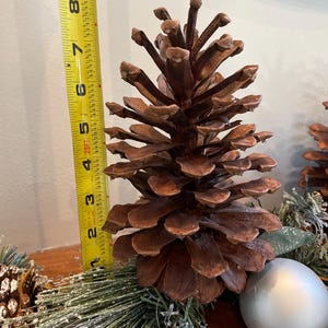 Large Longleaf Pinecones: Rustic Fall & Christmas Decor (Set of 2)