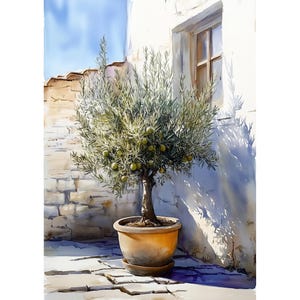 Puede incluir: Pintura a la acuarela de un olivo en una maceta de terracota. El árbol se encuentra contra una pared de estuco blanco con una ventana y una pasarela de piedra. El árbol tiene aceitunas verdes y está en una maceta redonda.