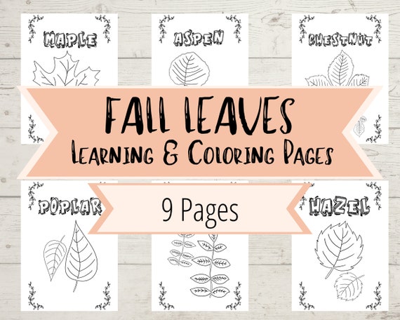 Fall Leaf Coloring Pages  Learn Leaves & Trees With These