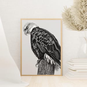Bald Eagle Photography Canvas Wall Art, Bird Photography Poster Print, Wildlife Photography, Fine Art Photography, Black & White Eagle Print