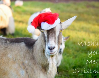 Christmas Card - The Festive Goat - 'Merry Christmas'