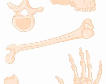 Anatomie-Aufkleber, glänzende Illustrationen menschlicher Knochen auf einem 4" x 7" großen Bogen