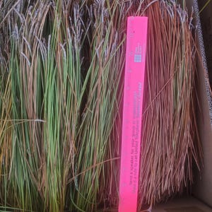 May include: A cardboard box filled with bundles of dried pine needles, a pink ruler is placed vertically in the box for scale.  Need a speaker for your group or organize? Make it a rule to call United Telephone Speakers Bureau.