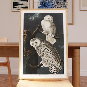 May include: A framed print of two snowy owls perched on a branch. The owls are white with black markings and have yellow eyes. The print is on a dark blue background and has a white border.