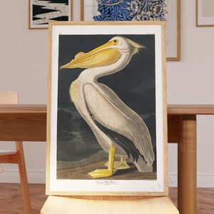 Vintage Bird print American White Pelican from Birds of America (1827) by John James Audubon,  Unframed