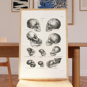 Vintage science illustration poster - Human Monkey and Ape skulls drawing, unframed