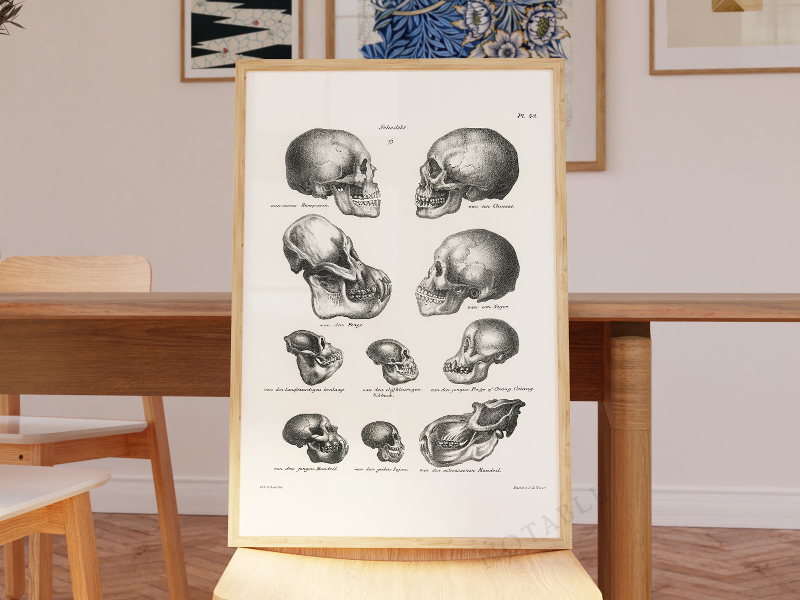Darwin monkey skull - Etsy 日本