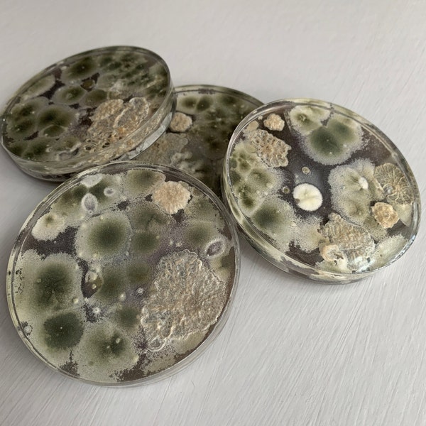 Handmade Resin Petri Dish Coasters - Set of 4