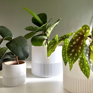 Puede incluir: Tres macetas de cerámica blanca con líneas verticales, cada una con una planta verde diferente. Las plantas son una higuera de hoja de violín, una pequeña planta de hojas y una planta con manchas blancas en las hojas.