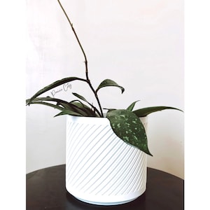 May include: A white ceramic planter with a striped pattern, featuring a green houseplant with long, trailing vines. The plant is in a white pot with a striped pattern.