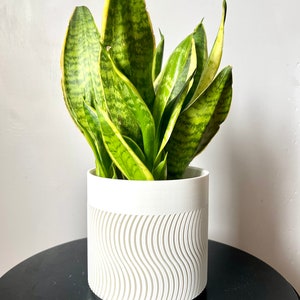 May include: A potted snake plant with green and yellow variegated leaves in a white ceramic pot with a wavy pattern.