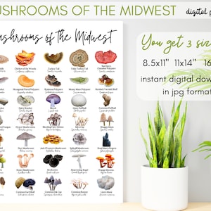 3 SIZES Mushrooms of the Midwest-Fungus Identification Chart-Woodland Aesthetic-Fungi-Educational-Nature Camp-Science Decor-Spore Print JPG
