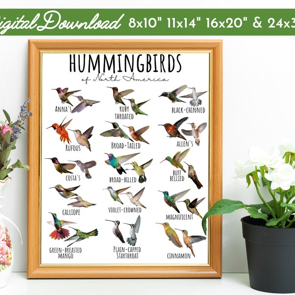 Hummingbirds of North America ID Chart-Birding Poster-Educational Nature Classroom-Nature Decor-Identification-Wildlife-Woodland-STEM-Print