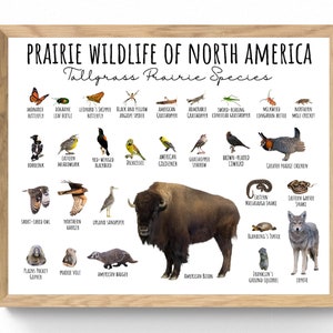 4 SIZES-Wildlife of the Tallgrass Prairie Print-North America Species Chart-Insects Birds Mammals Snakes-Educational-Classroom Home-Animals