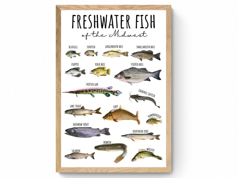 3 SIZES Freshwater Fish of the Midwest Chartfishing Postereducational