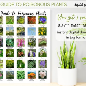 3 SIZES Poisonous Plants Identification Chart-Common North America Species-Educational Poster-Nature Center Camp-Science Decor-Botany Print