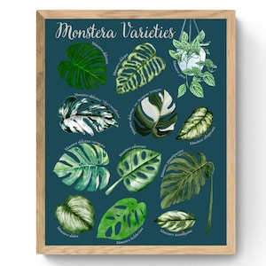 4 SIZES-Monstera Variety Identification Print-Deliciosa Albo Variegated-Houseplants Chart-Swiss Cheese Plant Names-Types of Monstera-Poster