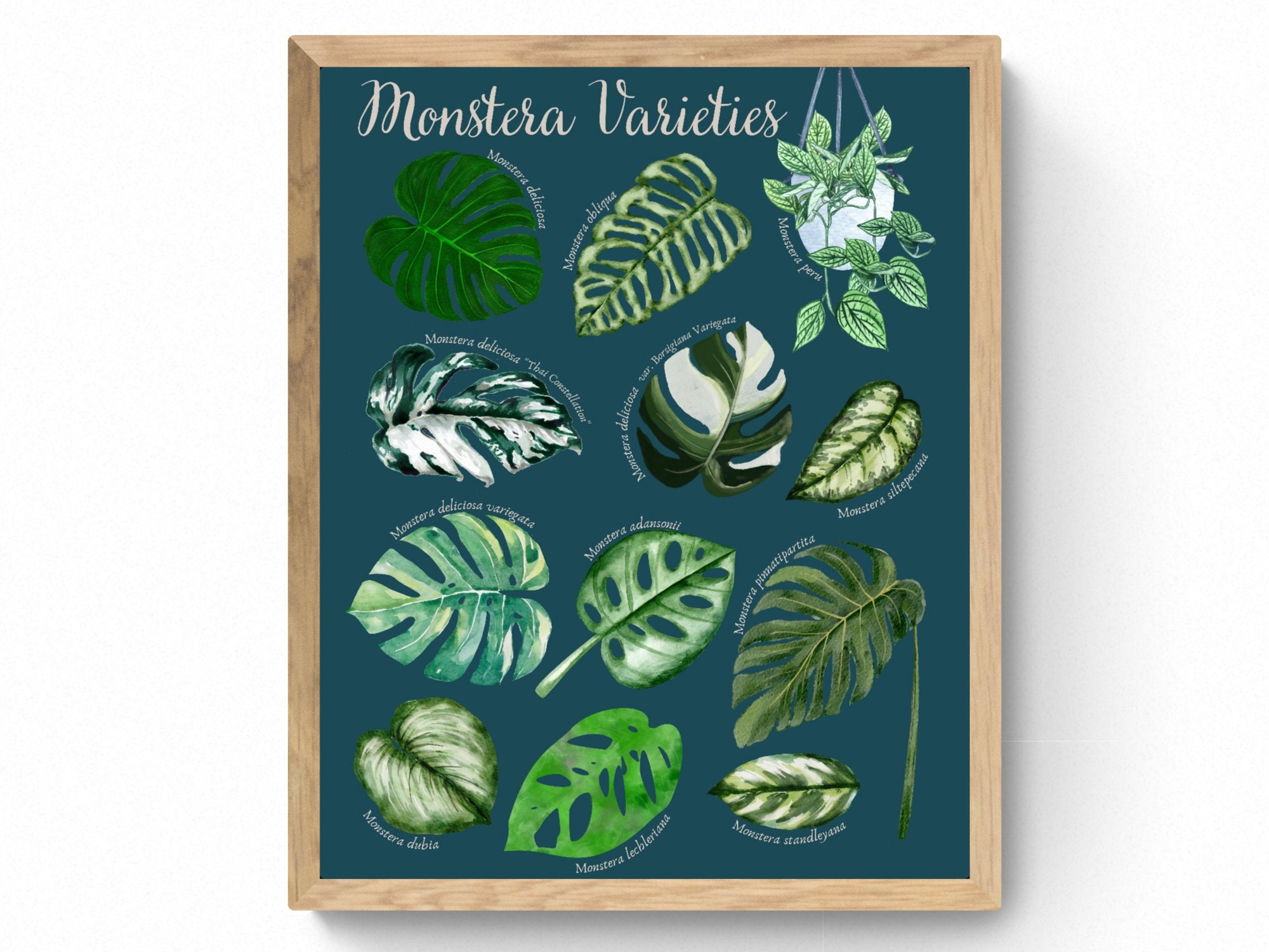 4 Sizes-monstera Variety Identification Print-deliciosa Albo  Variegated-houseplants Chart-swiss Cheese Plant Names-types of Monstera-poster  - Etsy