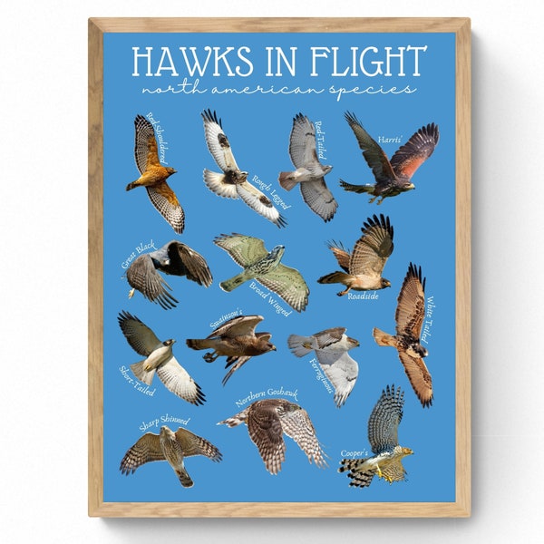 4 SIZES Hawks in Flight North American Species Print-Educational Chart-Nature Decor-Scouts Cabin-Print-Birding Bird Identification Poster