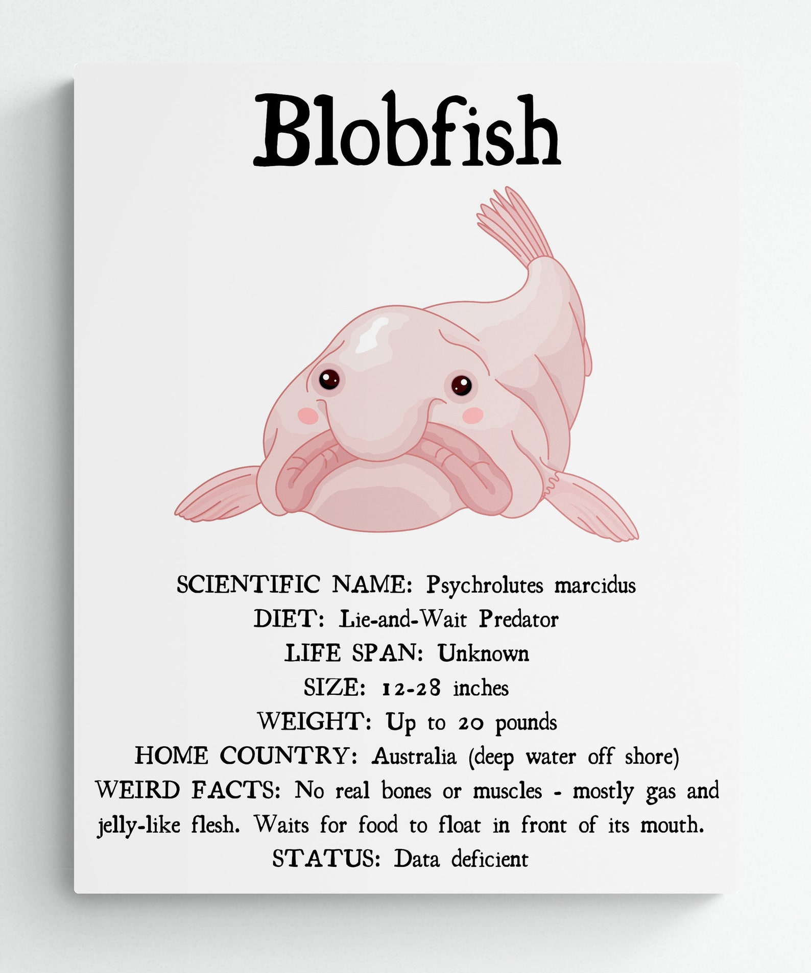 3 SIZES Blobfish Facts Print educational Classroom Poster nature Wall 3-sizes-blobfish-facts-print-educational-classroom-poster-nature-wall