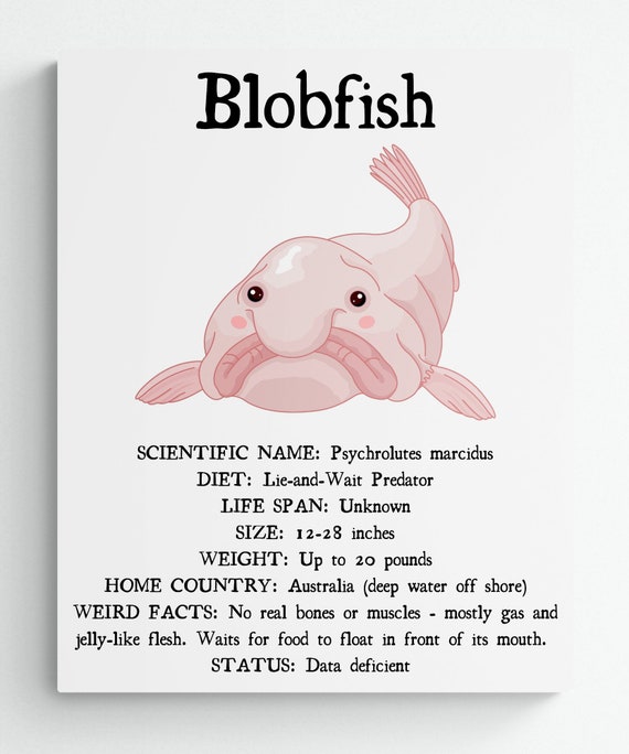 3 SIZES Blobfish Facts Print-educational Classroom 