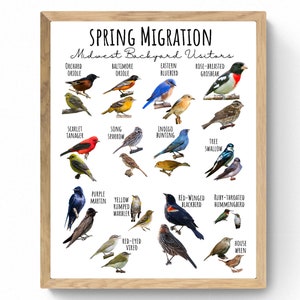 4 SIZES Spring Migration Poster-Backyard Birds Midwest Print-Migratory Bird Chart-Educational Classroom-Nature Decor-Identification-Birding