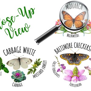 Puede incluir: Un gr&aacute;fico que muestra las plantas hospedadoras de diferentes especies de mariposas. El gr&aacute;fico incluye una lupa con una mariposa monarca en algodoncillo, una mariposa blanca de la col en col y una mariposa Baltimore en cabeza de tortuga.