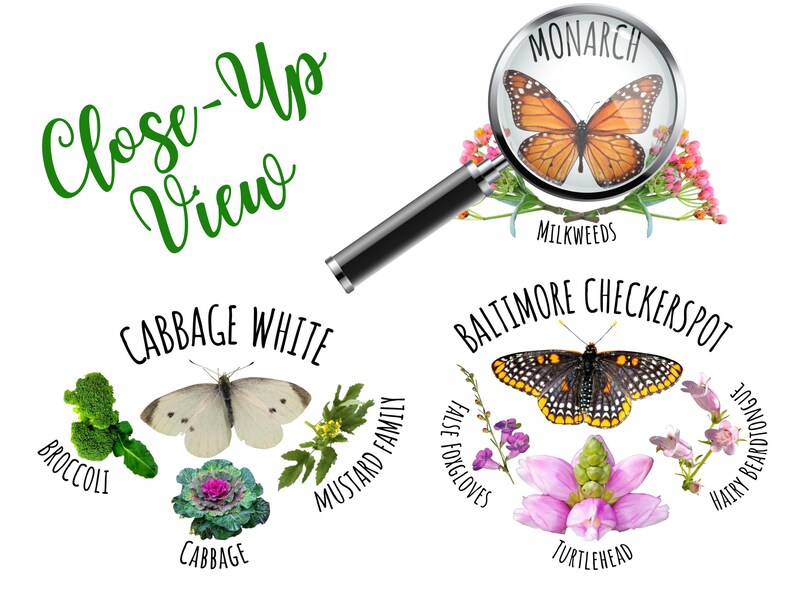 Puede incluir: Un gr&aacute;fico que muestra las plantas hospedadoras de diferentes especies de mariposas. El gr&aacute;fico incluye una lupa con una mariposa monarca en algodoncillo, una mariposa blanca de la col en col y una mariposa Baltimore en cabeza de tortuga.