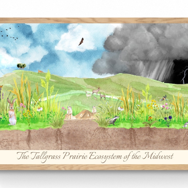 4 SIZES-Tallgrass Prairie Ecosystem of the Midwest Illustration-Nature Wall Decor-Educational Chart Print-North America Biology-Ecology