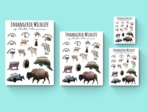 Endangered Chart Simple Endangered Birds Chart
