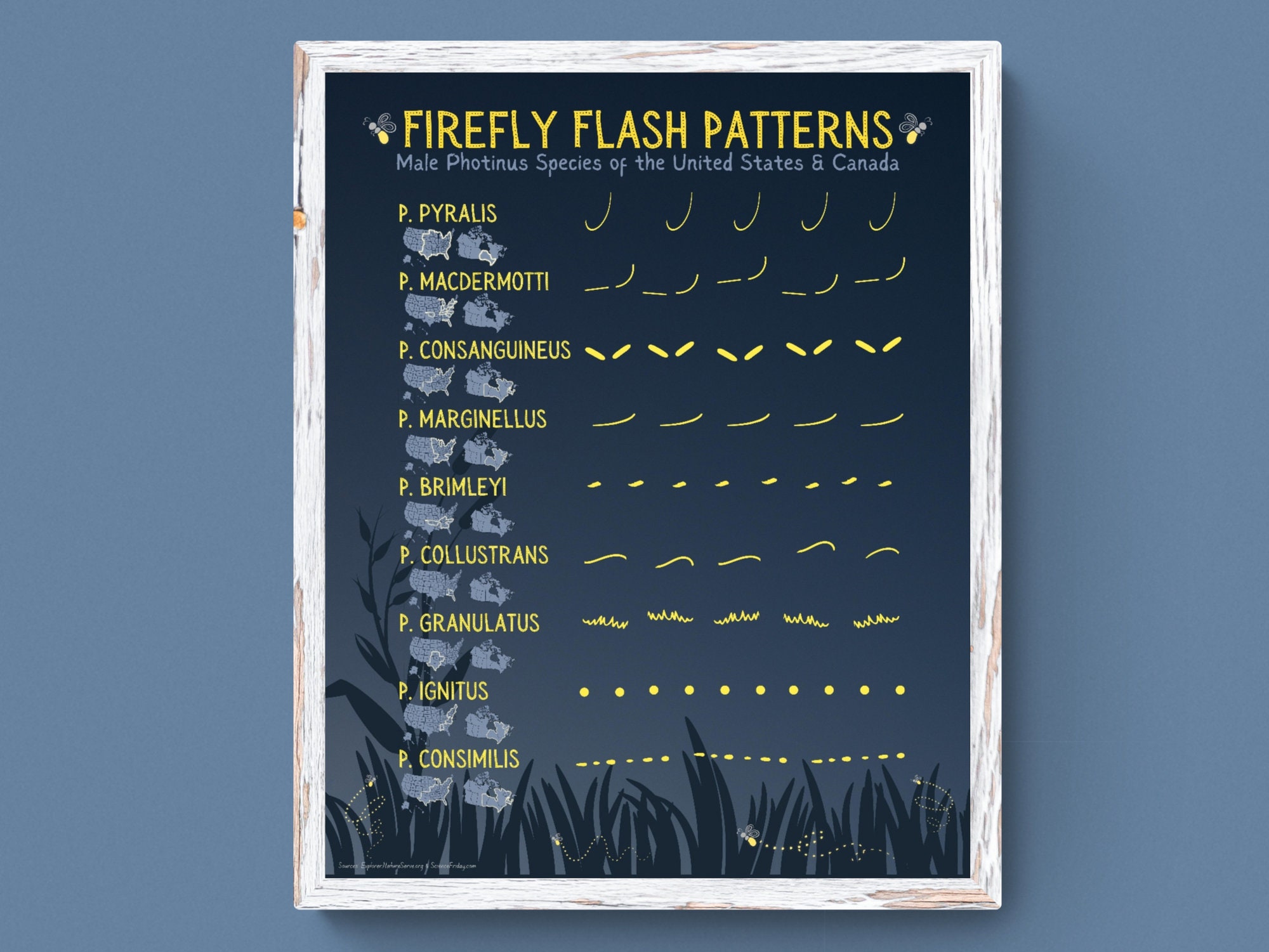 3 Sizes-firefly Flash Patterns of North America Illustration-lightning ...