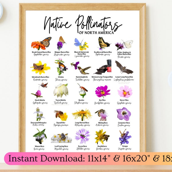 Native Pollinators North America ID Poster- 11x14 16x20 18x24-Species Identification Art-Scientific Names-Butterfly-Bee-Bird-Bat-Moth-Print