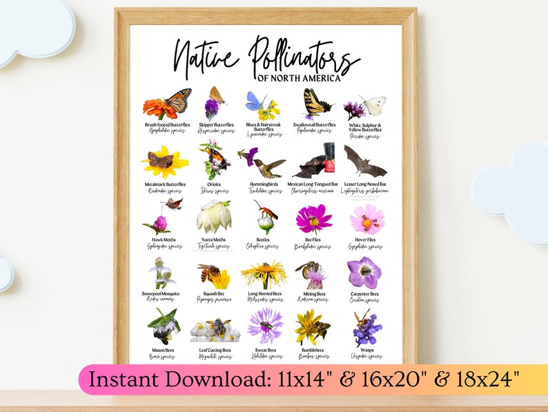 Native Pollinators North America ID Poster- 11x14 16x20 18x24-species ...