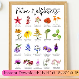 Native Wildflowers of North America ID Poster- 11x14 16x20 18x24-Botanical Identification Art-Scientific Names Species Flowers-Digital Print