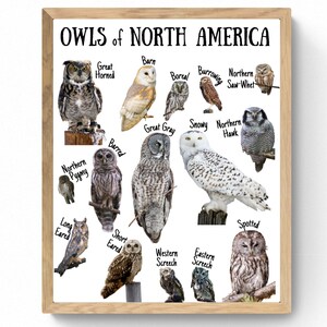 3 SIZES Owls of North America Scaled Print-Chart Printable-Educational Classroom Poster-Nature Wall Decor-Scouts Cabin-AirBnB-Woodland-Sign