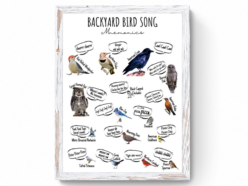 4 SIZES Backyard Bird Song Calls Mnemonics Printbirding Etsy Australia