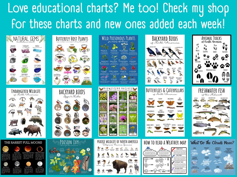 Puede incluir: Un collage de 12 tablas educativas con diversos temas, incluyendo gemas naturales, plantas hospedadoras de mariposas, plantas venenosas silvestres, aves de jard&iacute;n, huellas de animales, vida silvestre en peligro de extinci&oacute;n, nativos del medio oeste, mariposas y orugas, peces de agua dulce, las lunas llenas m&aacute;s raras, hiedra venenosa, vida silvestre de las praderas de Am&eacute;rica del Norte, c&oacute;mo leer un mapa del tiempo y qu&eacute; significan las nubes. Las tablas est&aacute;n ilustradas con dibujos coloridos y texto.