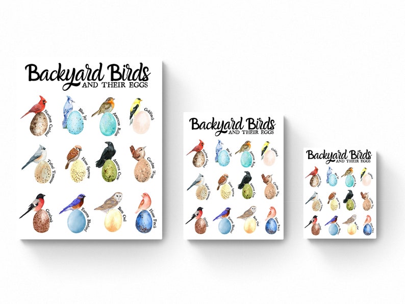 3 SIZES Backyard Bird Egg Identification Printeducational Etsy
