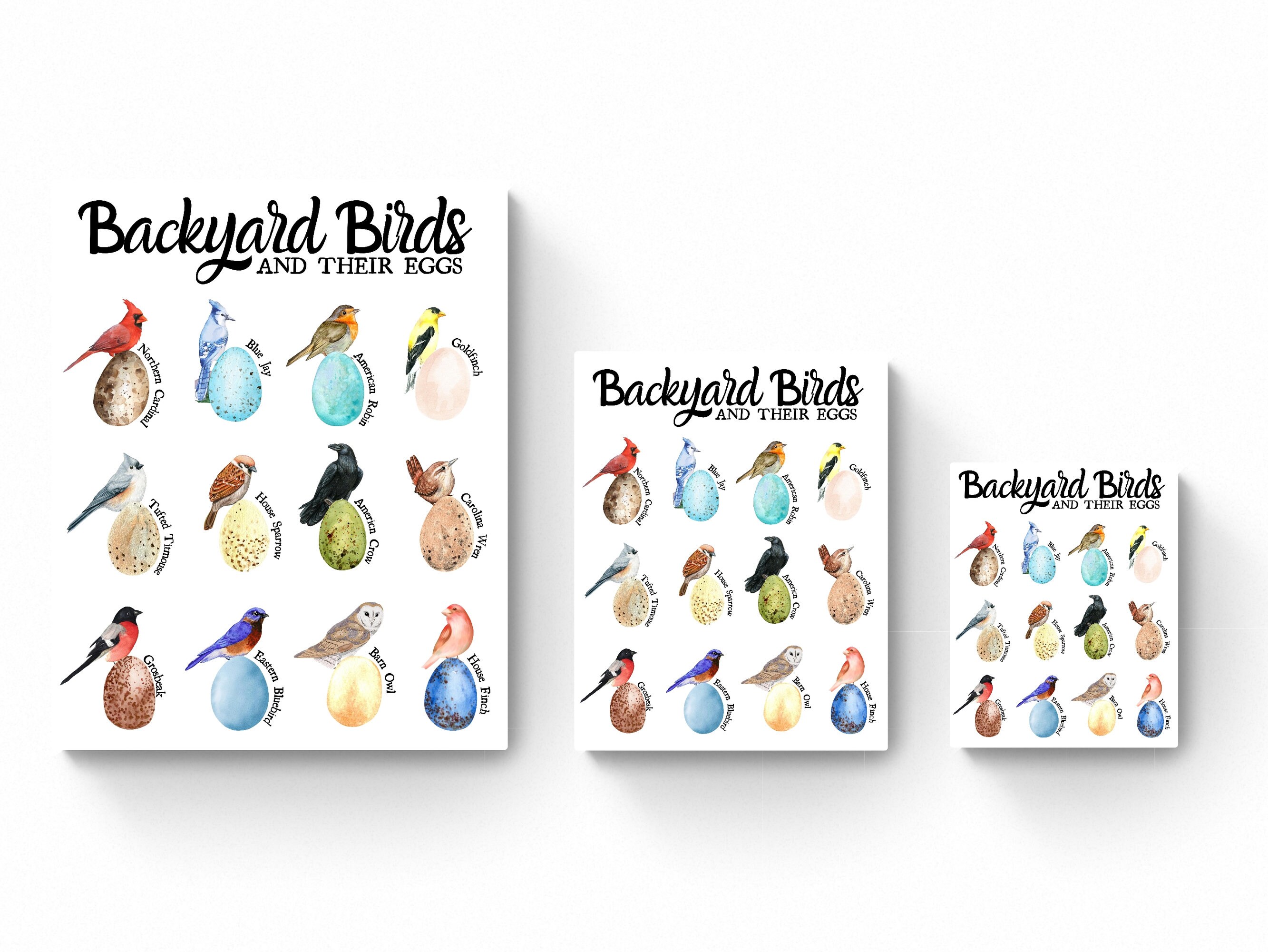 3 SIZES Backyard Bird Egg Identification Printeducational Etsy UK
