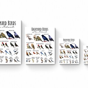 Buy 4 SIZES Backyard Birds of the Midwest Chart-birding Poster ...