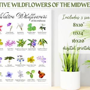 Native Midwestern Wildflowers ID Poster Download- 11x14 16x20 18x24-Botanical Identification Art-Scientific Names Species Flowers-jpg Print