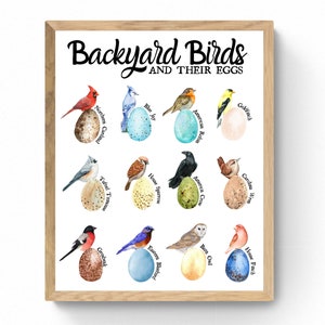 3 SIZES Backyard Bird Egg Identification Print-Educational Poster-Birding-Nature Decor-Wildlife-STEM-Chart-Sign-Watercolor-Illustration