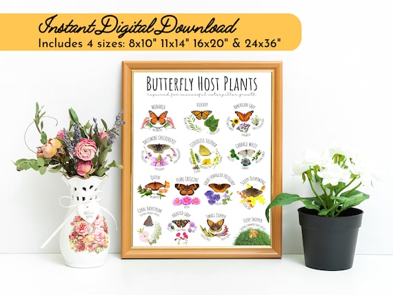 Butterfly Host Plants Print-Caterpillars-Native Prairie Pollinators-Spring-ID Chart-Nature-Science-Milkweed-Poster-Garden-STEM Educational