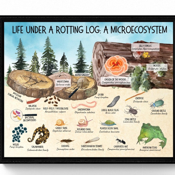 3 SIZES-Microecosystem Illustration-Life Under a Rotten Log-Ecosystem Poster-Educational Print-Classroom Decor-STEM-Forest-School-Science
