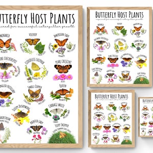 Puede incluir: Cuatro carteles imprimibles con fondo blanco y marco de madera. Cada cartel presenta el t&iacute;tulo "Plantas hospedadoras de mariposas" y enumera diferentes tipos de mariposas y sus plantas hospedadoras. Los carteles est&aacute;n ilustrados con im&aacute;genes de mariposas y plantas.