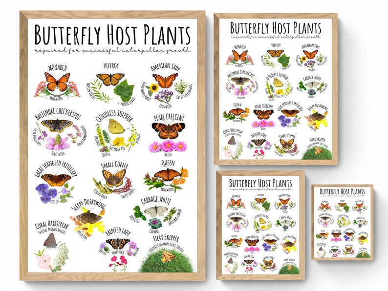 Puede incluir: Cuatro carteles imprimibles con fondo blanco y marco de madera. Cada cartel presenta el t&iacute;tulo "Plantas hospedadoras de mariposas" y enumera diferentes tipos de mariposas y sus plantas hospedadoras. Los carteles est&aacute;n ilustrados con im&aacute;genes de mariposas y plantas.