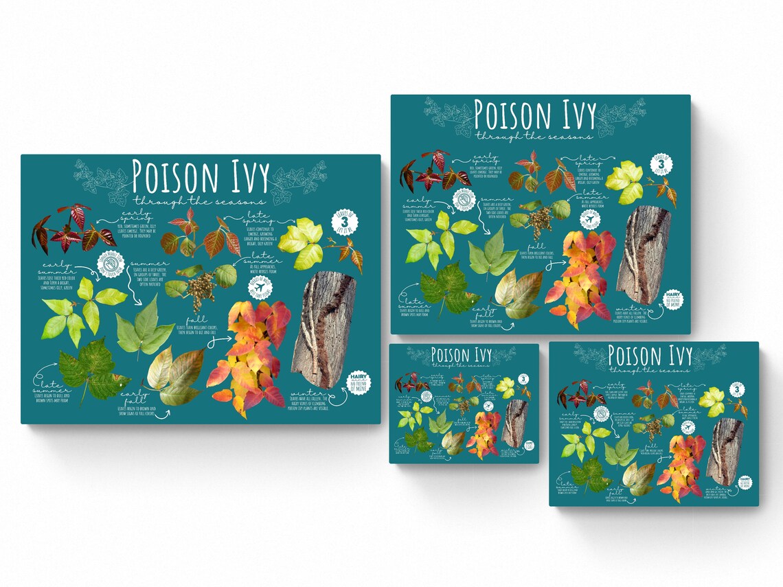 4 SIZES Poison Ivy Seasonal Identification Print-educational Chart ...